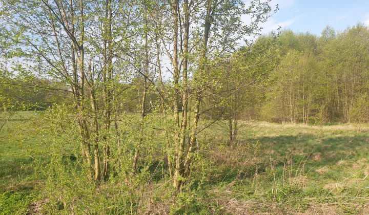 Działka budowlana Biała Róża