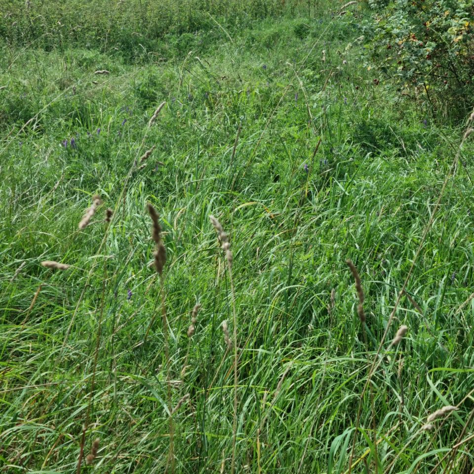 Działka budowlana Nowy Klincz, ul. Sąsiedzka. Zdjęcie 3