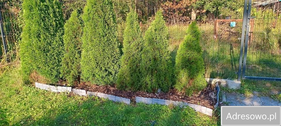 Działka rod Gliwice Ligota Zabrska. Zdjęcie 3