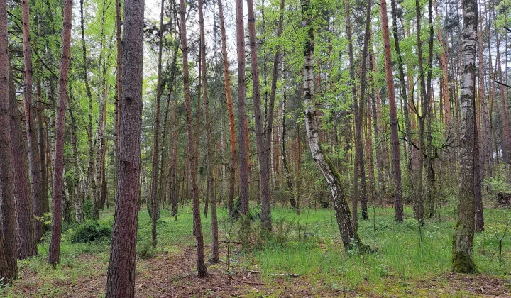 Działka leśna Dziektarzew