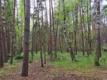 Działka leśna Dziektarzew