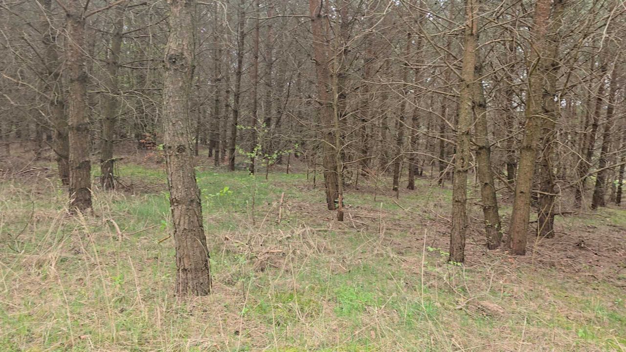 Działka leśna Ruś. Zdjęcie 6