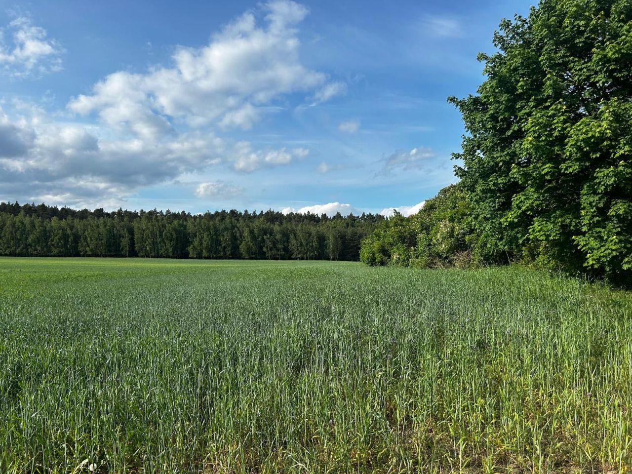 Działka budowlana Zabłocie. Zdjęcie 8