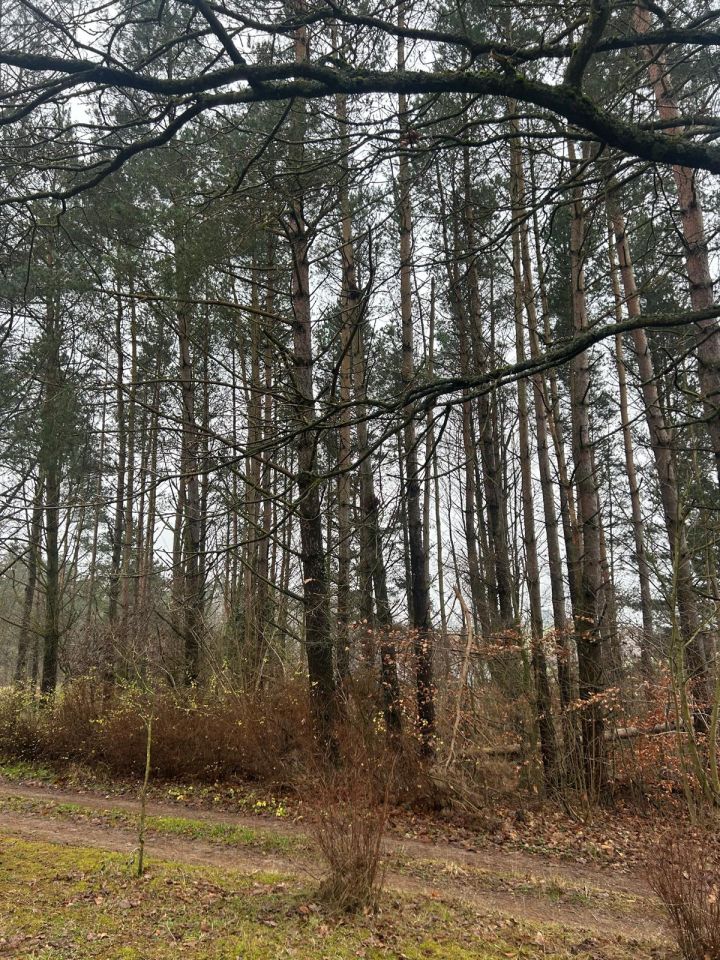 Działka rekreacyjna Nowe Czaple, ul. Sosnowa. Zdjęcie 2