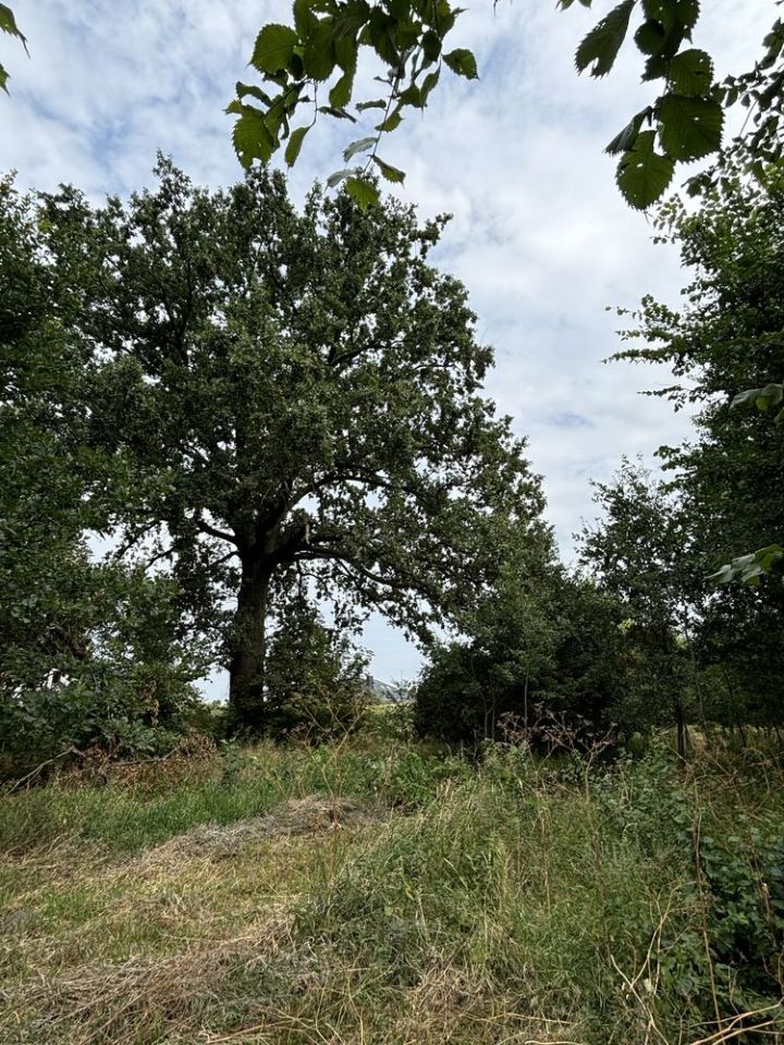 Działka siedliskowa Mokra Lewa. Zdjęcie 2