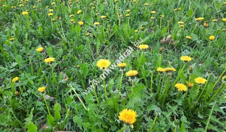 Działka budowlana Kajetany