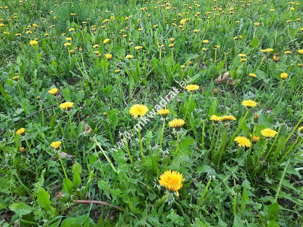 Działka budowlana Kajetany. Zdjęcie 1