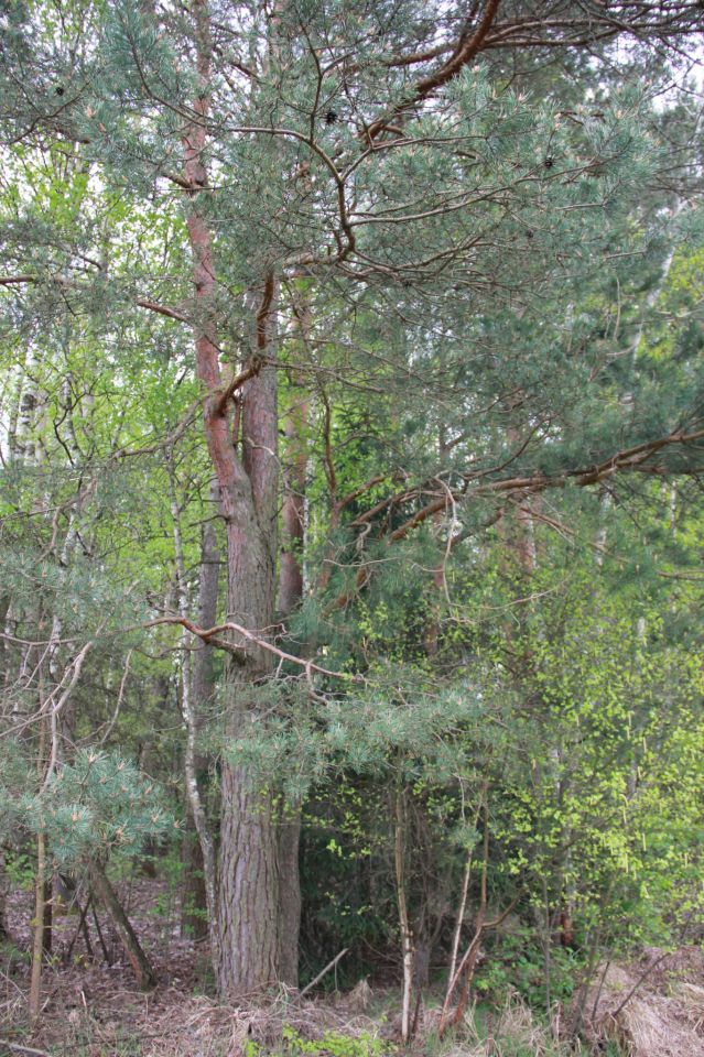 Działka budowlana Przybyszowy. Zdjęcie 6