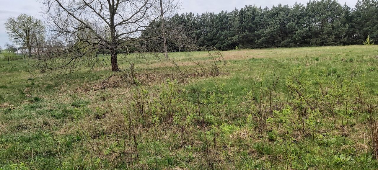 Działka rolno-budowlana Wola Rogozińska. Zdjęcie 2