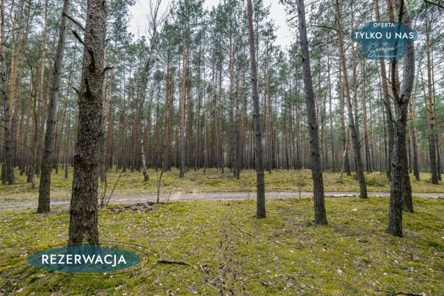 Działka leśna Kije. Zdjęcie 27