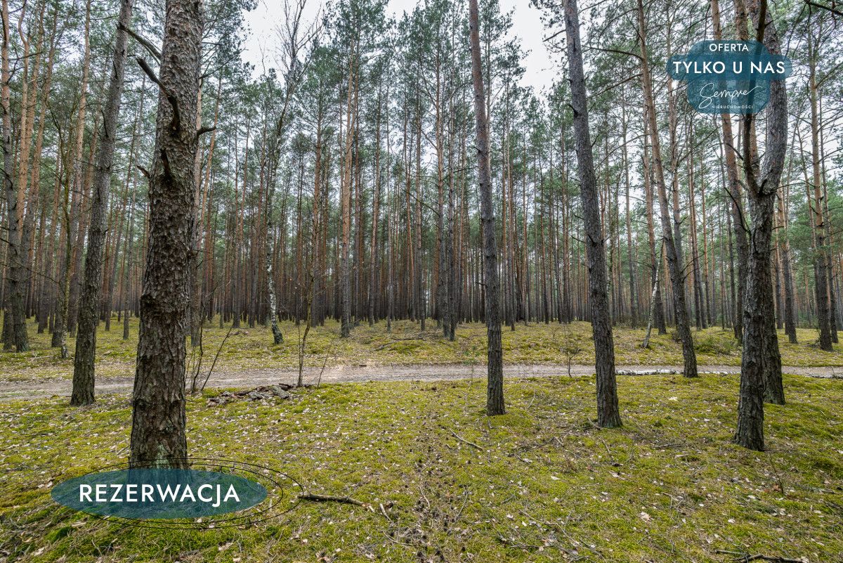 Działka leśna Kije. Zdjęcie 27