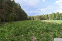 Działka rolna Pstrągi-Gniewoty. Zdjęcie 3