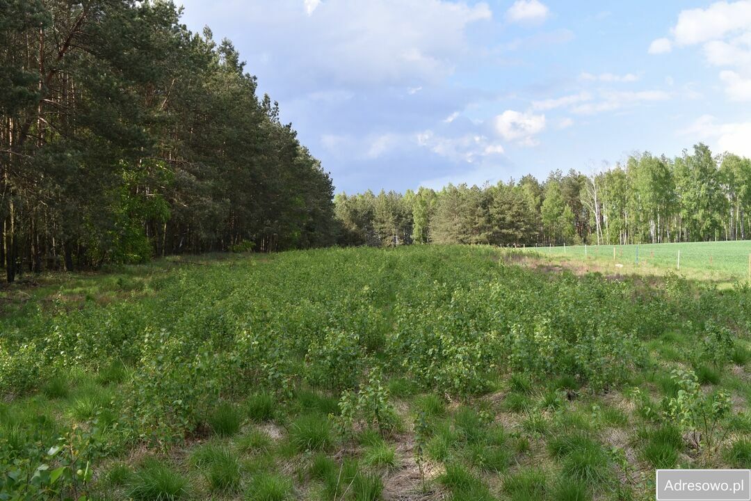 Działka rolna Pstrągi-Gniewoty. Zdjęcie 4