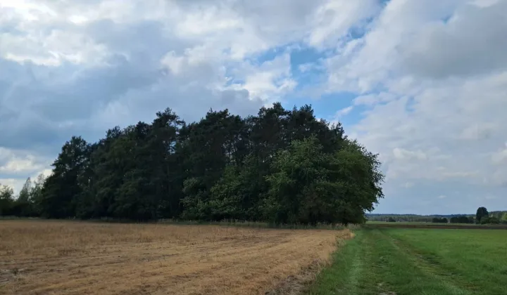 Działka leśna Grodziec