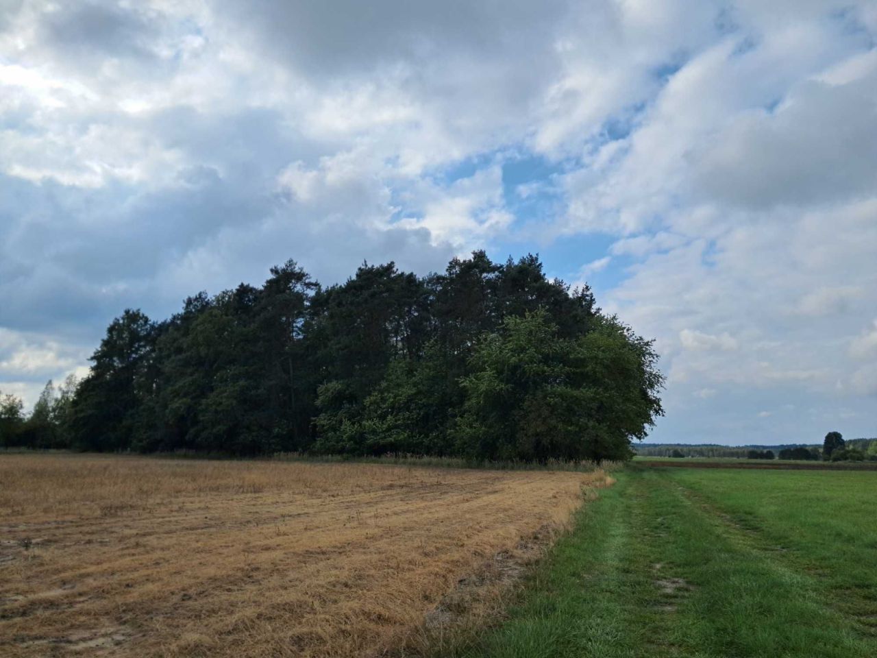 Działka leśna Grodziec