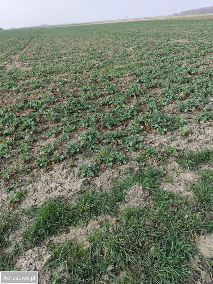 Działka siedliskowa Gniewomirowice. Zdjęcie 3