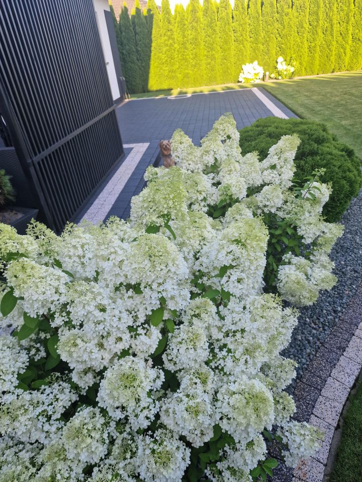 dom wolnostojący, 4 pokoje Serock, ul. Wyzwolenia. Zdjęcie 43