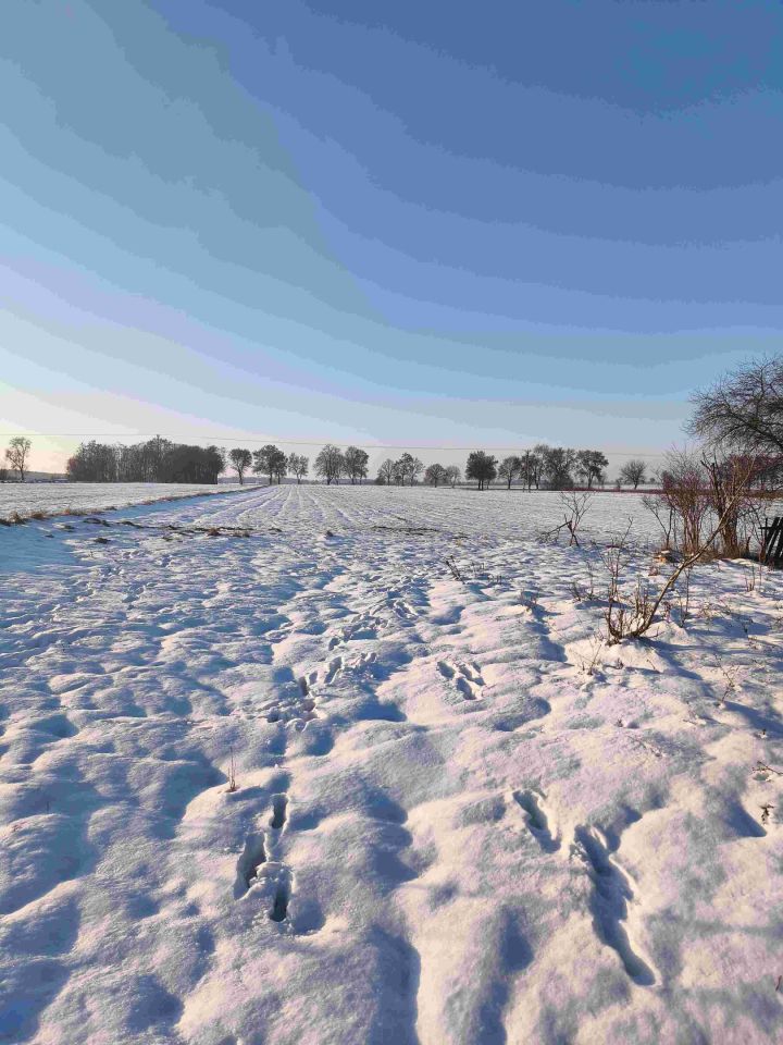 Działka rolna Żelechlin. Zdjęcie 8