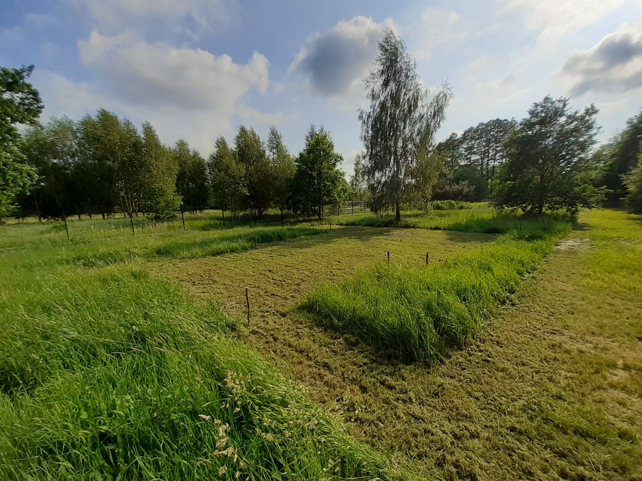 Działka budowlana Podbiel Krupińskie, Sosnowa. Zdjęcie 7