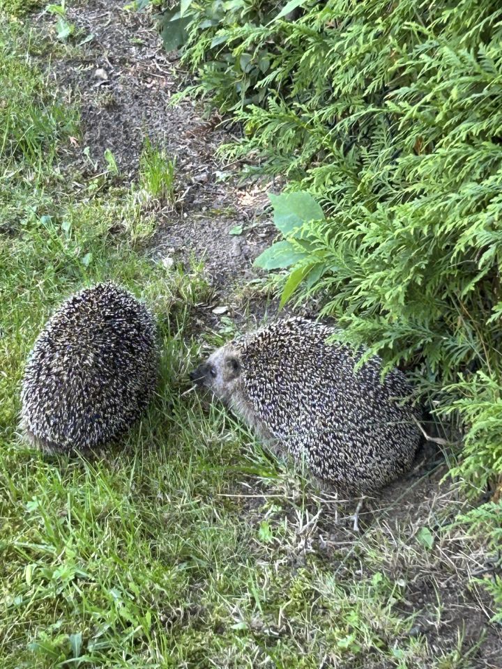 Działka rolno-budowlana Jerzyn. Zdjęcie 14