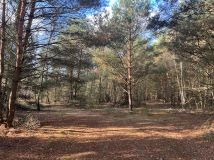 Działka leśna Stara Huta. Zdjęcie 1