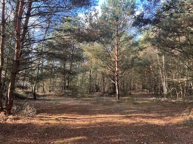 Działka leśna Stara Huta. Zdjęcie 2