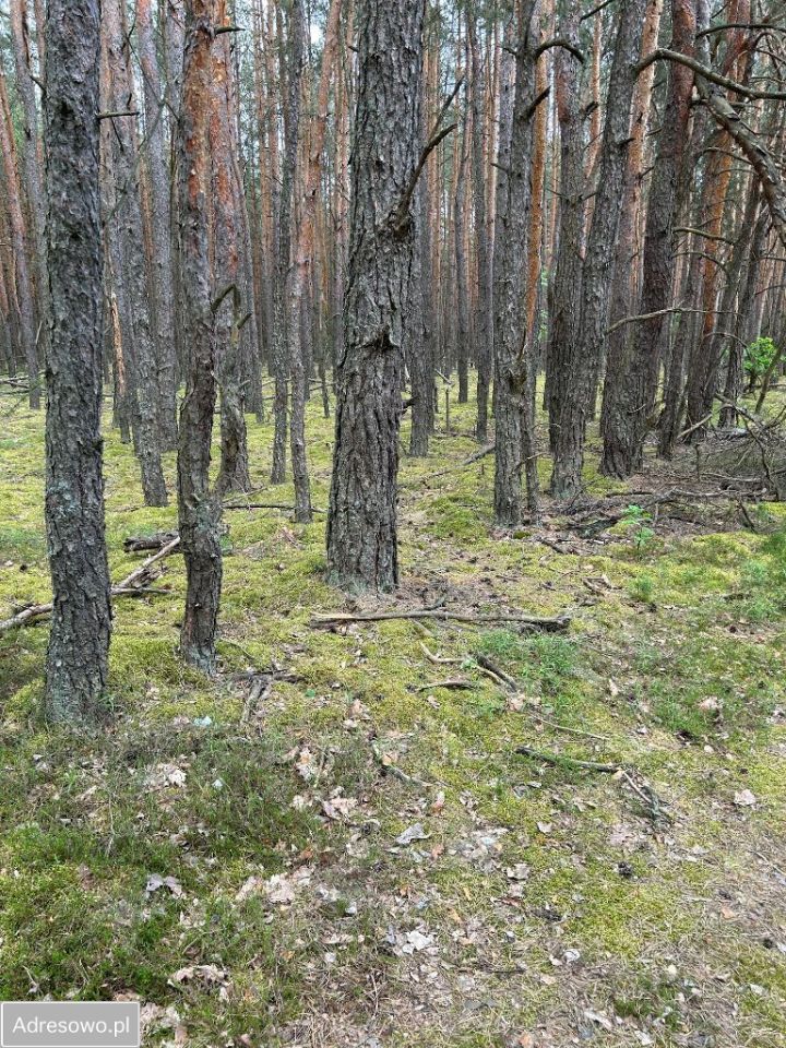 Działka leśna Jasionna. Zdjęcie 4