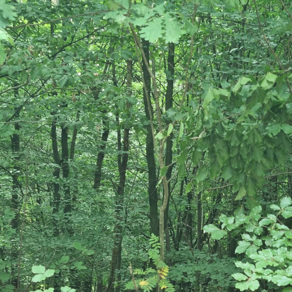 Działka na sprzedaż bez pośredników 
 
 ul. Kamionki 
 
 Grabówko Kamionka - Więcej