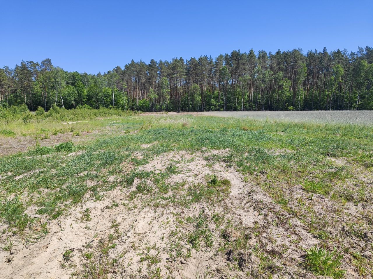 Działka budowlana Gostyniec. Zdjęcie 3