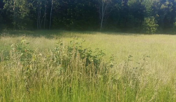 Działka inwestycyjna Zamieście