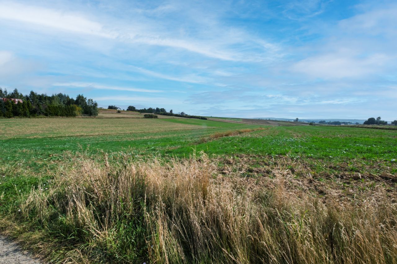 Działka budowlana Sieciechowice, ul. Wspólna. Zdjęcie 3