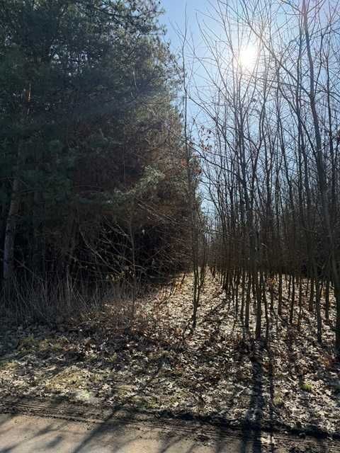 Działka leśna Byszów. Zdjęcie 2