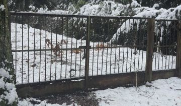 Działka budowlana Zofiówka, ul. Cienista