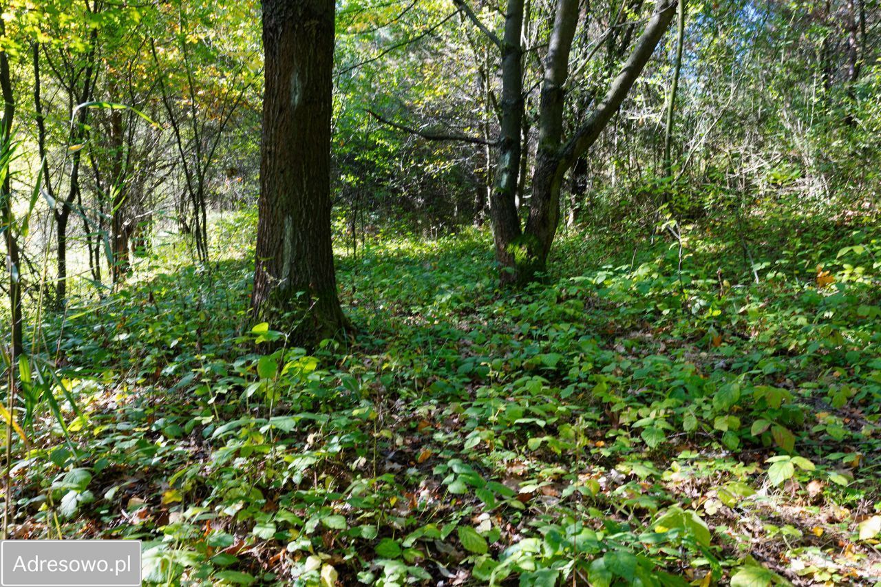 Działka budowlana Rosnówko. Zdjęcie 6