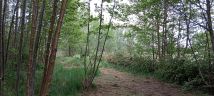 Działka budowlana Grodzisk Mazowiecki, ul. Szczęsna. Zdjęcie 3