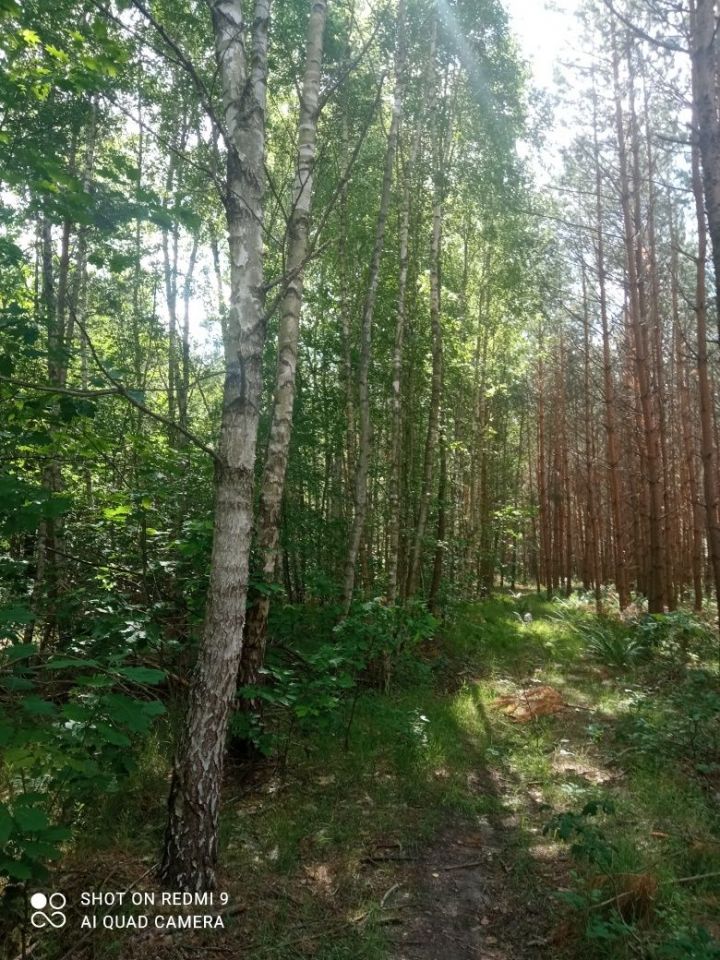 Działka leśna Janik. Zdjęcie 3