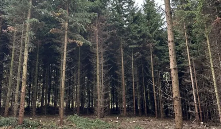 Działka leśna Sokolica