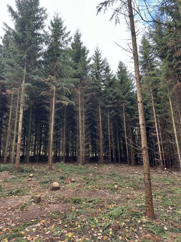 Działka leśna Sokolica. Zdjęcie 1