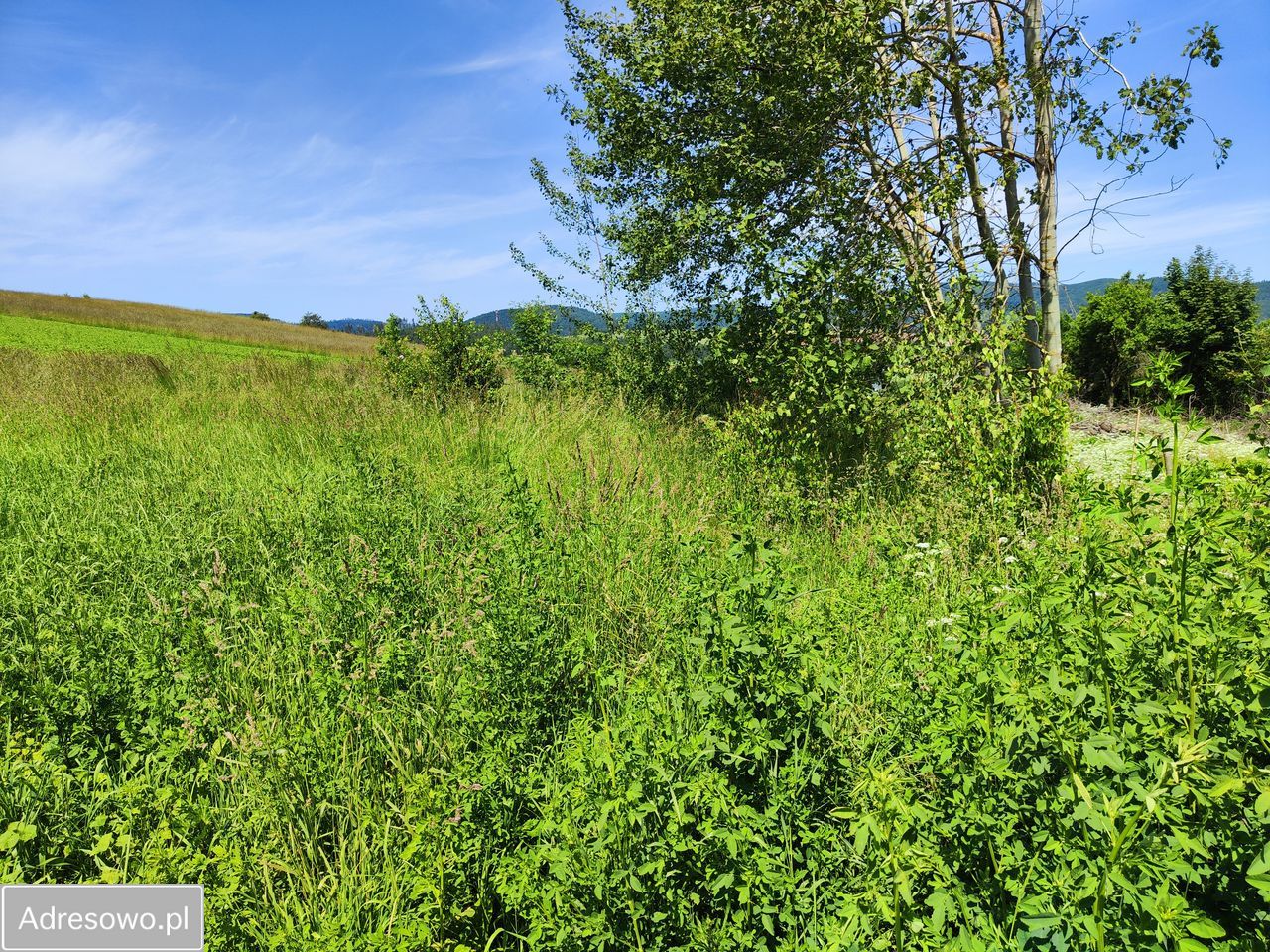 Działka budowlana Dzikowiec. Zdjęcie 19