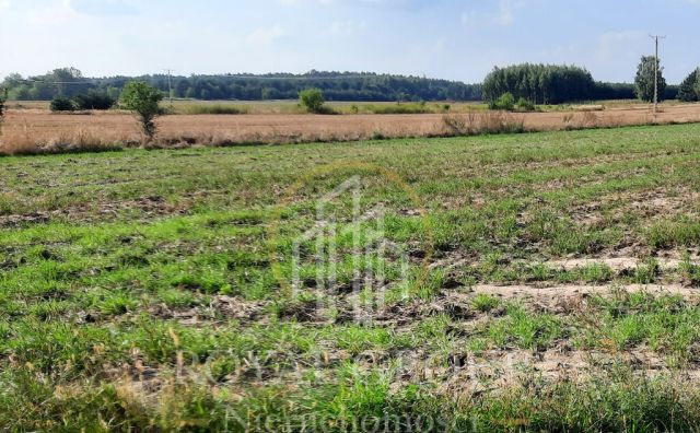 Działka rolna Rudno. Zdjęcie 6