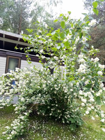 Działka rekreacyjna Kępiaste. Zdjęcie 10