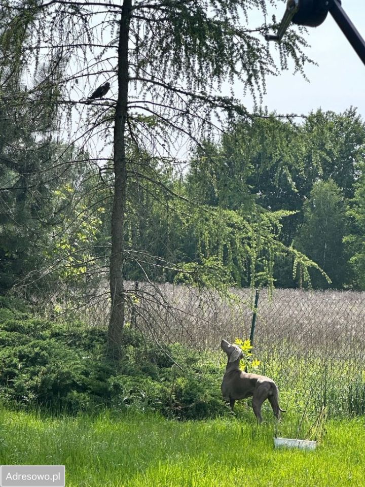 dom wolnostojący, 6 pokoi Borzęcin Duży. Zdjęcie 14