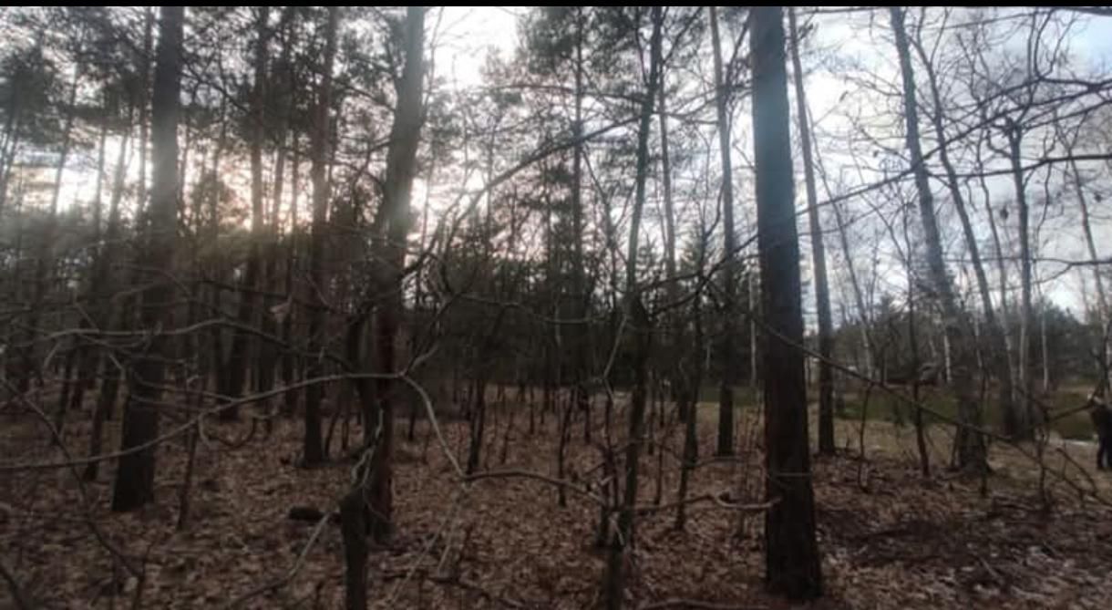 Działka leśna Warszawa Białołęka, ul. Wałuszewska. Zdjęcie 4