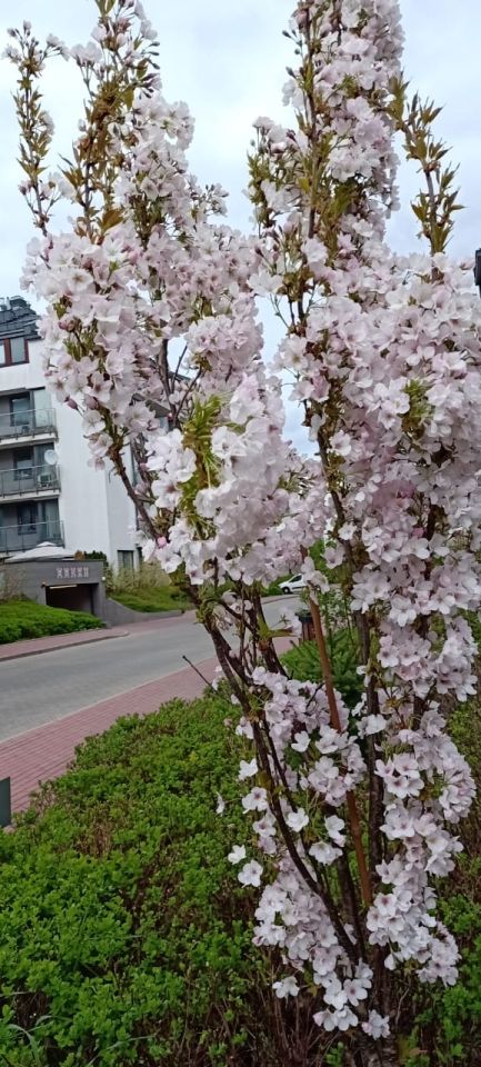 Mieszkanie 3-pokojowe Parzniew, ul. Działkowa. Zdjęcie 23