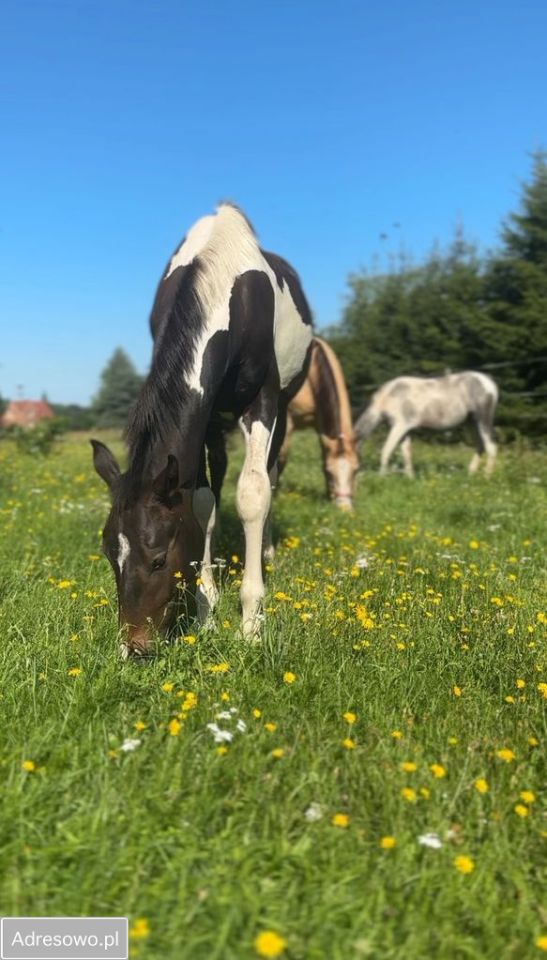 dom, 3 pokoje Przyborów. Zdjęcie 3