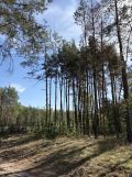 Działka rekreacyjna Pustelnik. Zdjęcie 4