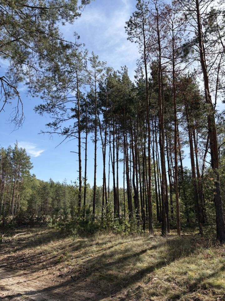 Działka rekreacyjna Pustelnik. Zdjęcie 5
