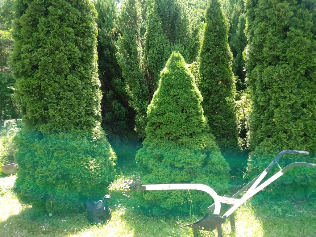 Działka rod Lubin. Zdjęcie 3