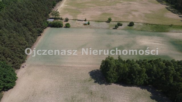 Działka leśna Jędrzejewo. Zdjęcie 4