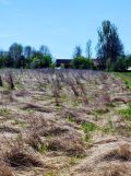 Działka rolno-budowlana Klimontów. Zdjęcie 2